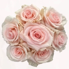 Rose atlas