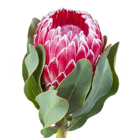 Protea barbigera empress