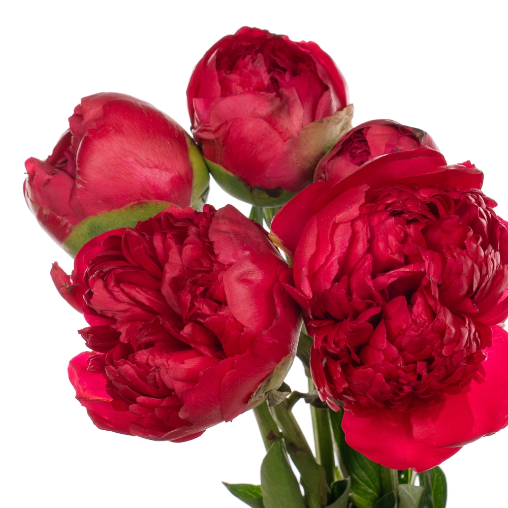 Paeonia command performance