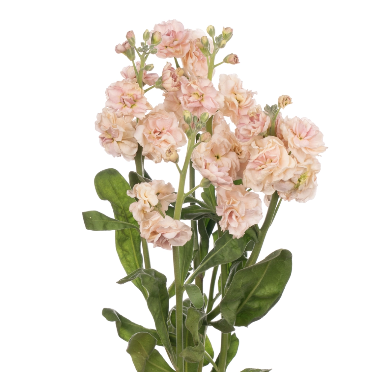 Matthiola spray2 apricot