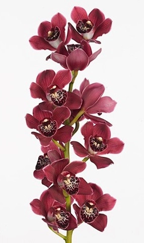 Cymbidium howard robin red roy december ...