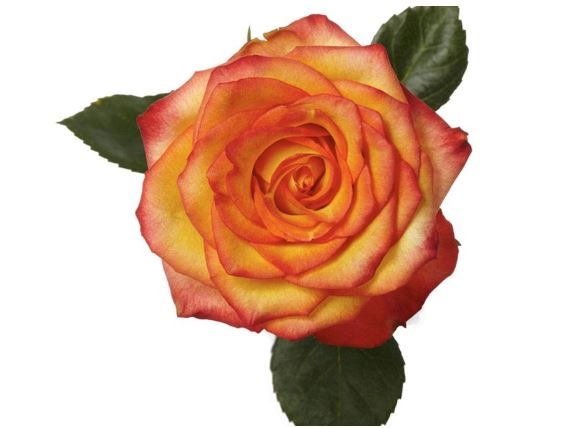 Rose high & magic