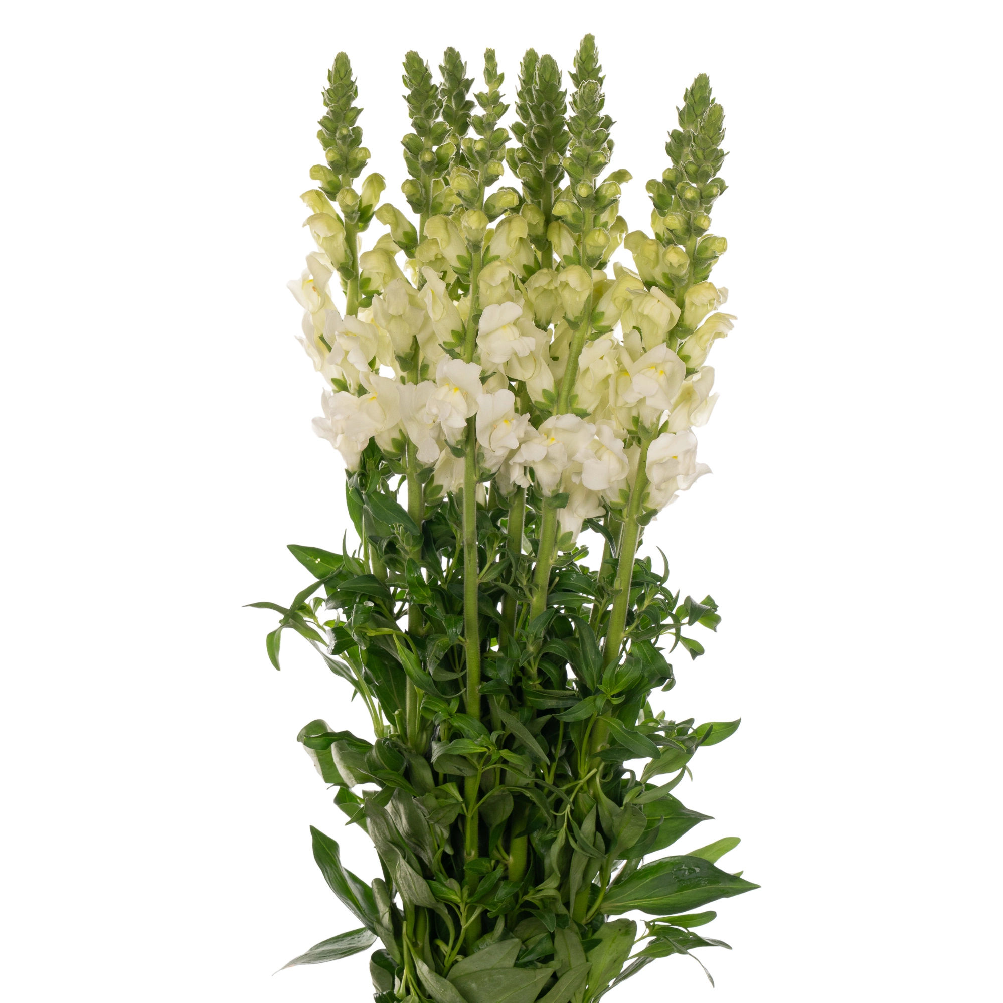 Antirrhinum potomac ivory white