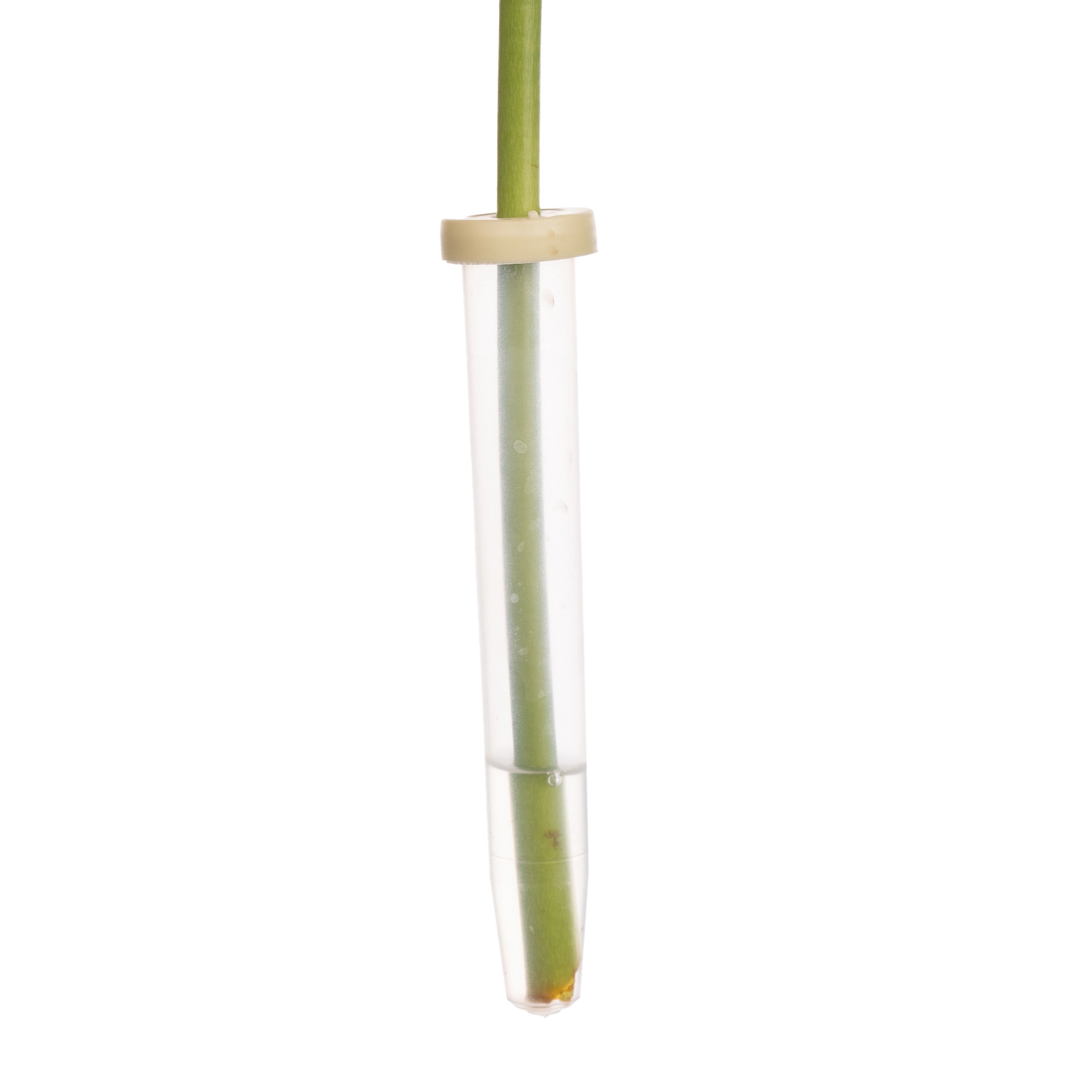 Anthurium licosa