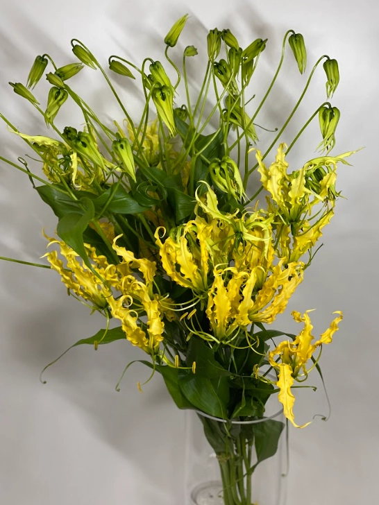 Gloriosa lutea