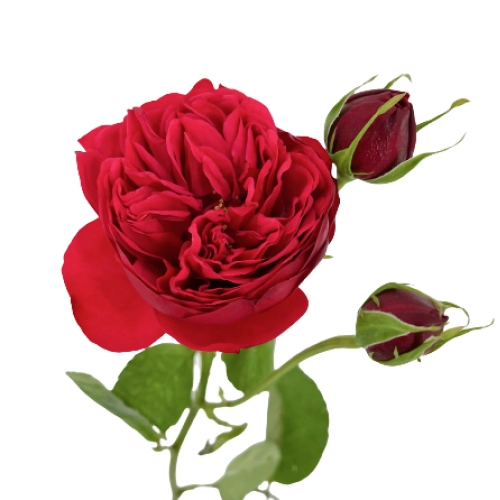 Rose piano | Wholesale flowers, plants and supplies Rose piano