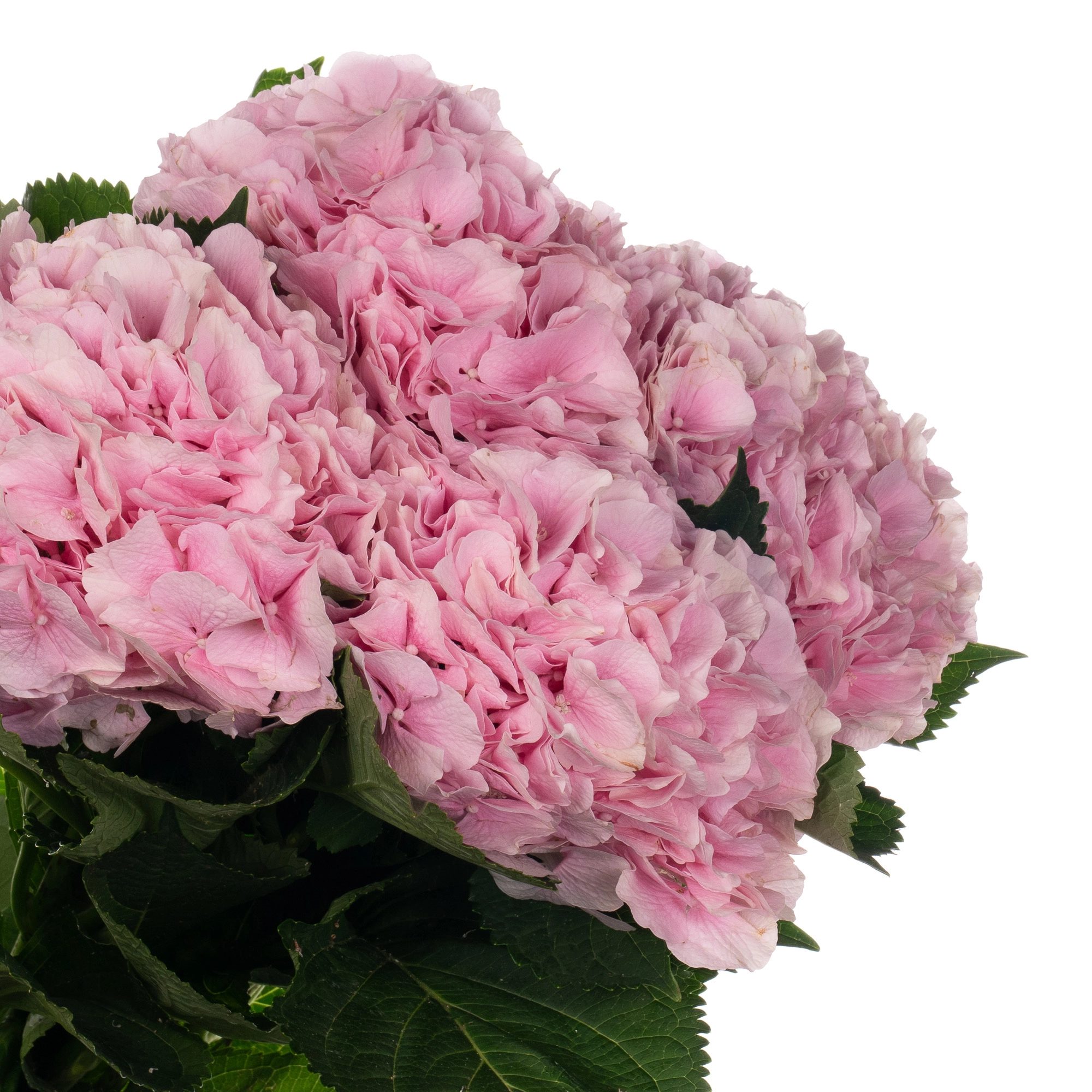 Hydrangea verena pink