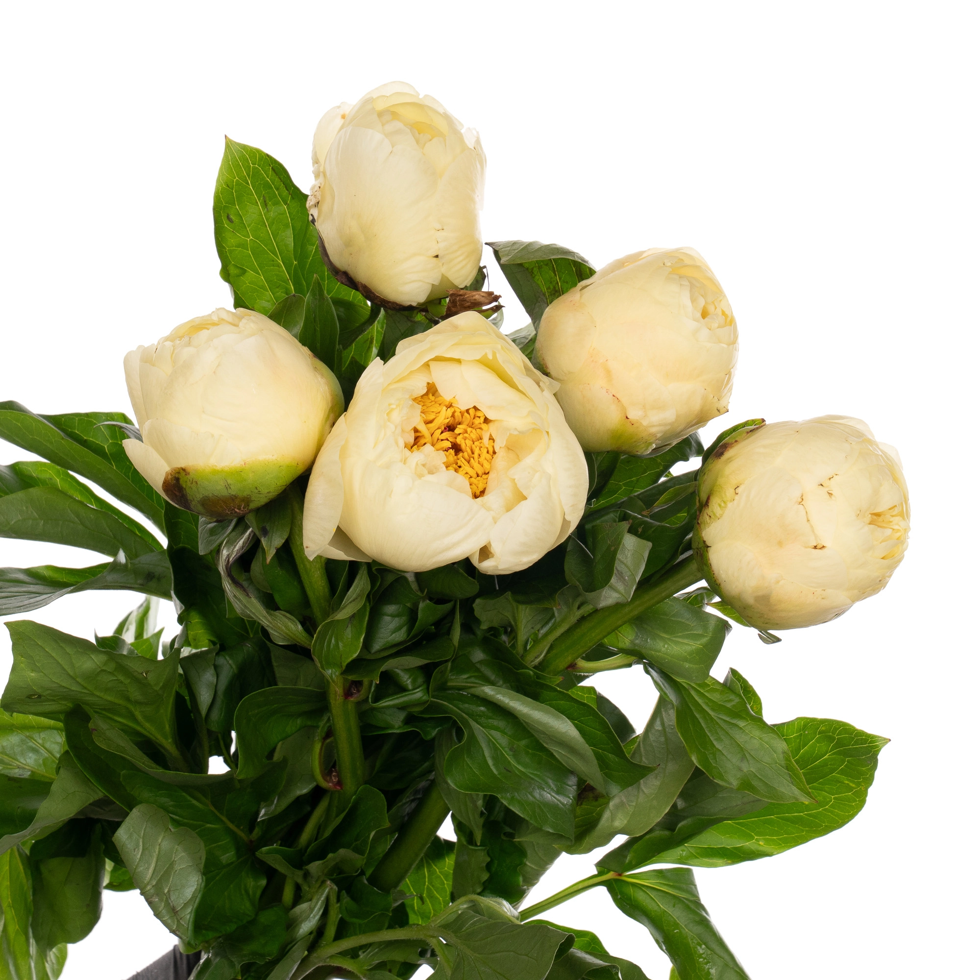 Paeonia lemon chiffon