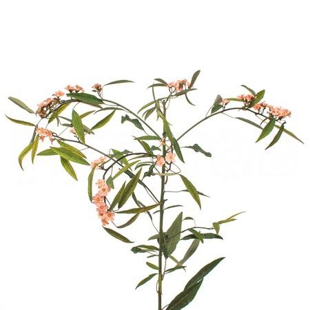 Euphorbia fire king