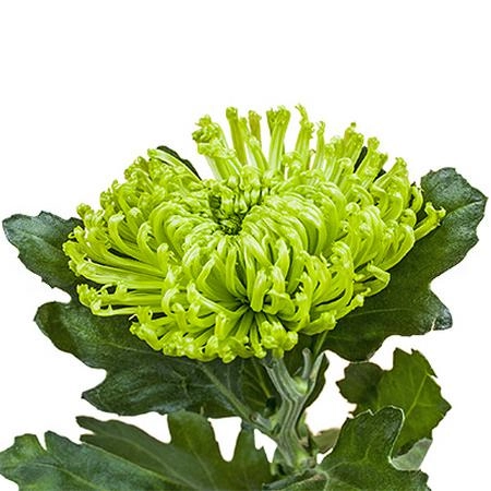 Chrysanthemum anastasia dark green