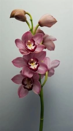 Cymbidium dark pink