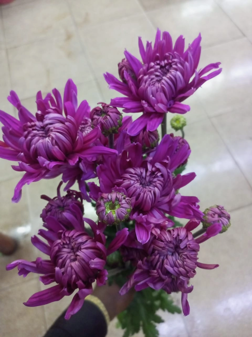 Chrysanthemum spray hornbill dark