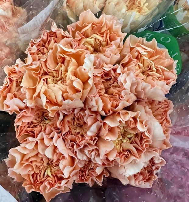 Carnation goldy | Wholesale flowers, plants and supplies Carnation goldy