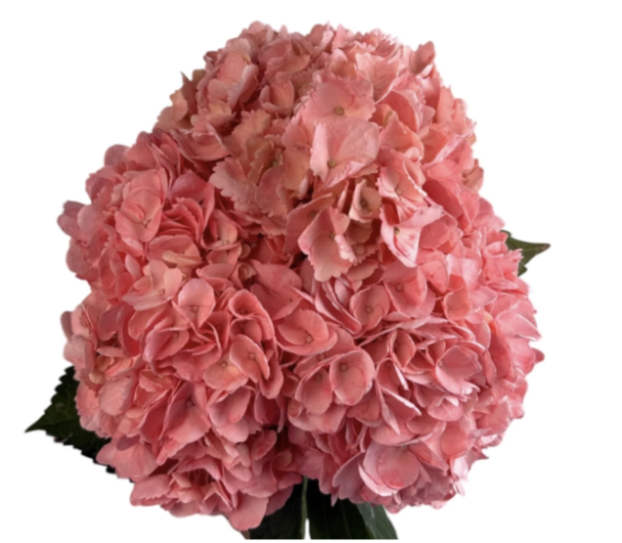 Hydrangea premium orchid bloom