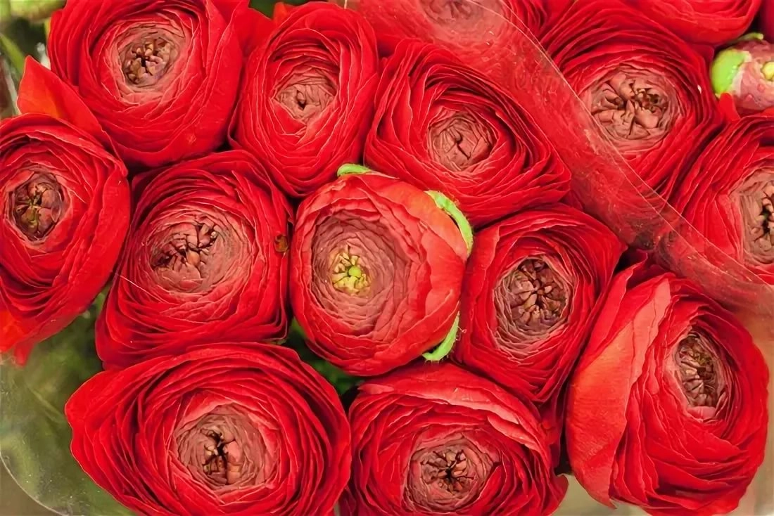 Ranunculus ponpon red