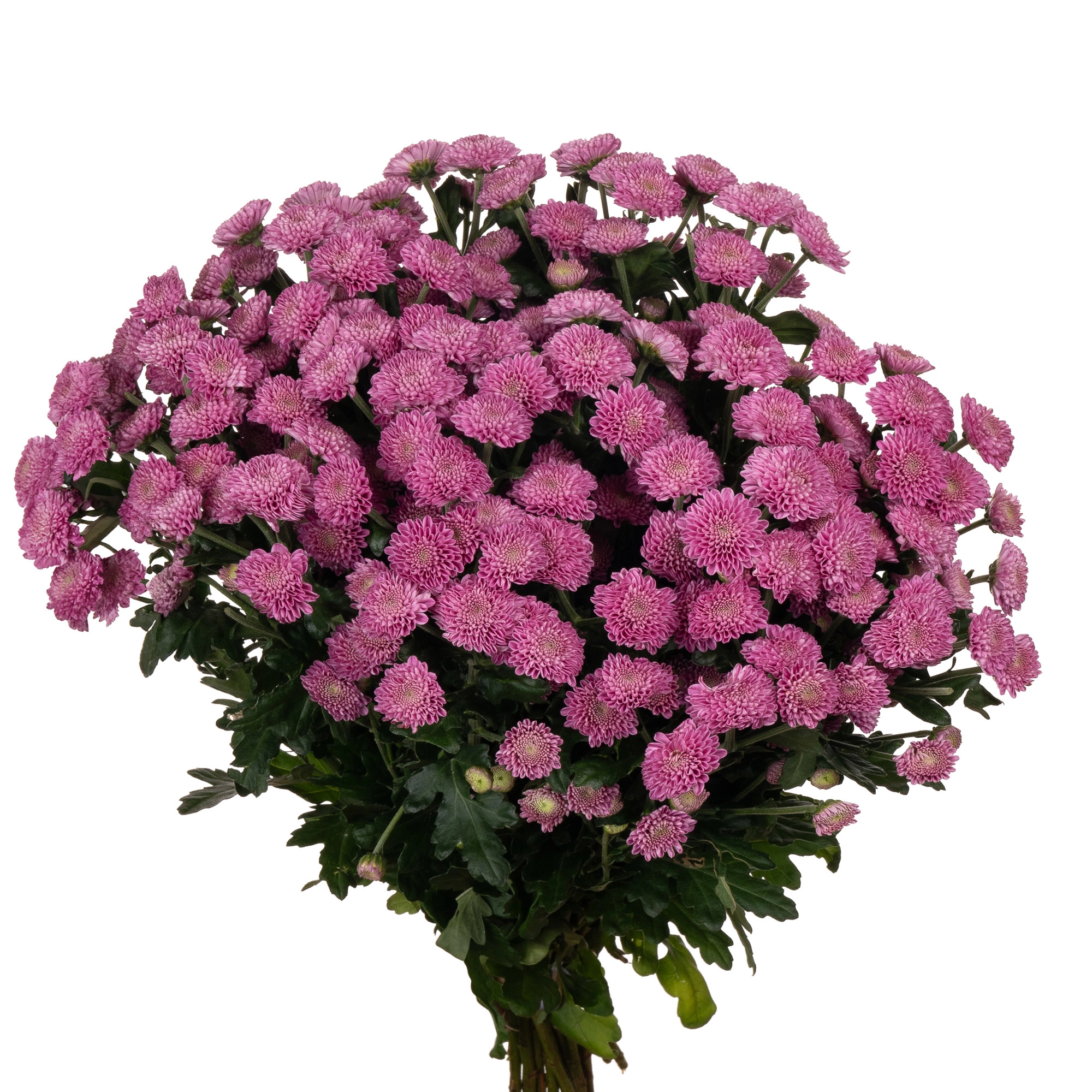 Chrysanthemum santini doria | Wholesale flowers, plants and supplies Chrysanthemum santini doria