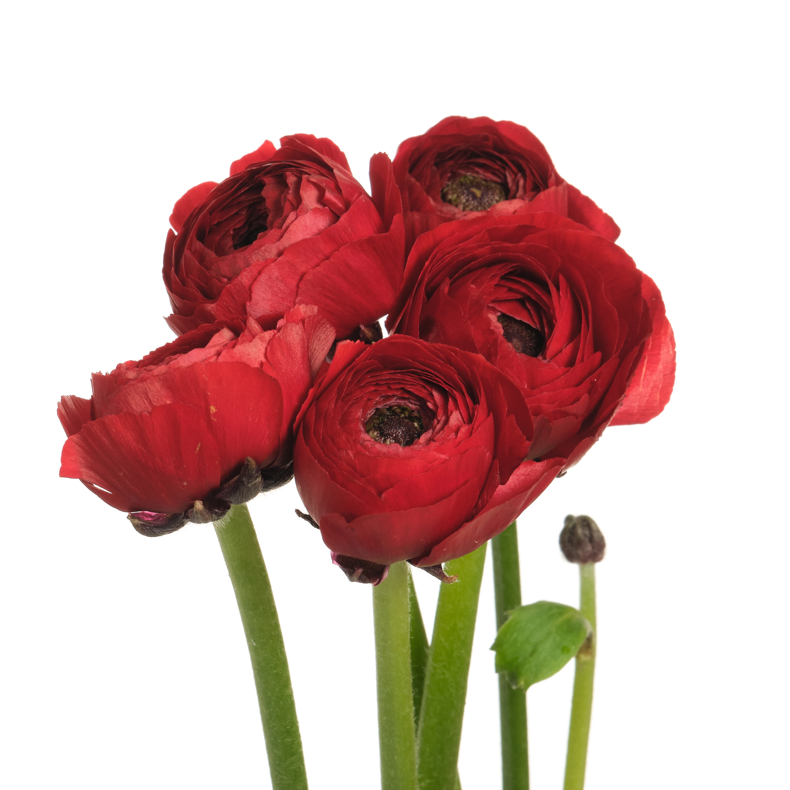 Ranunculus clooney red