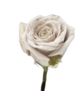 Rose menta