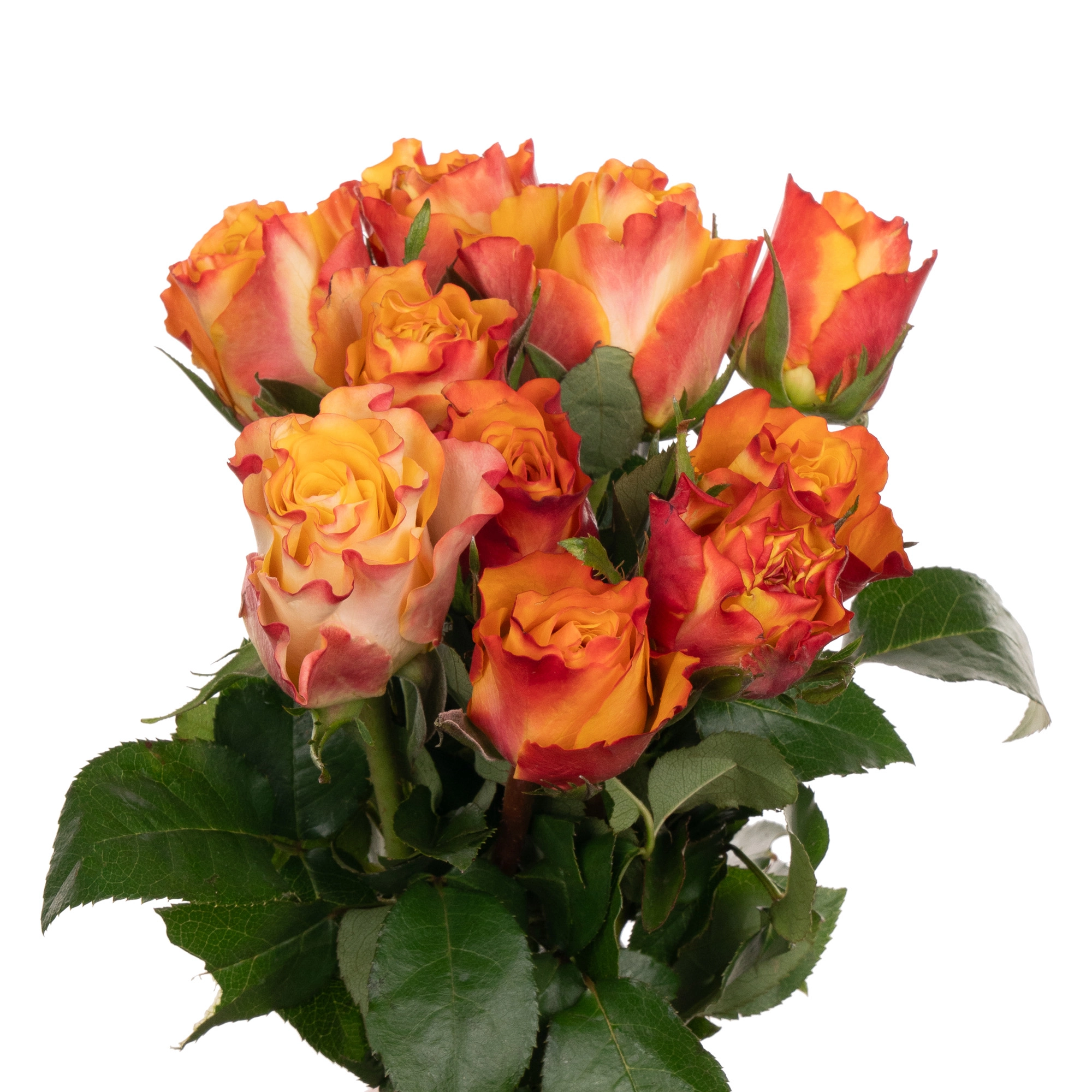 Rose downtown! | Wholesale flowers, plants and supplies Rose downtown!