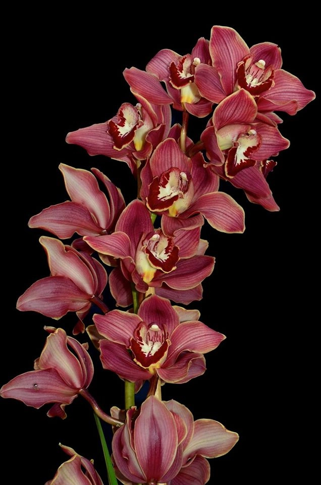 Cymbidium mont millais