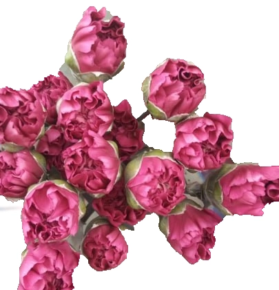 Carnation miss beautiful