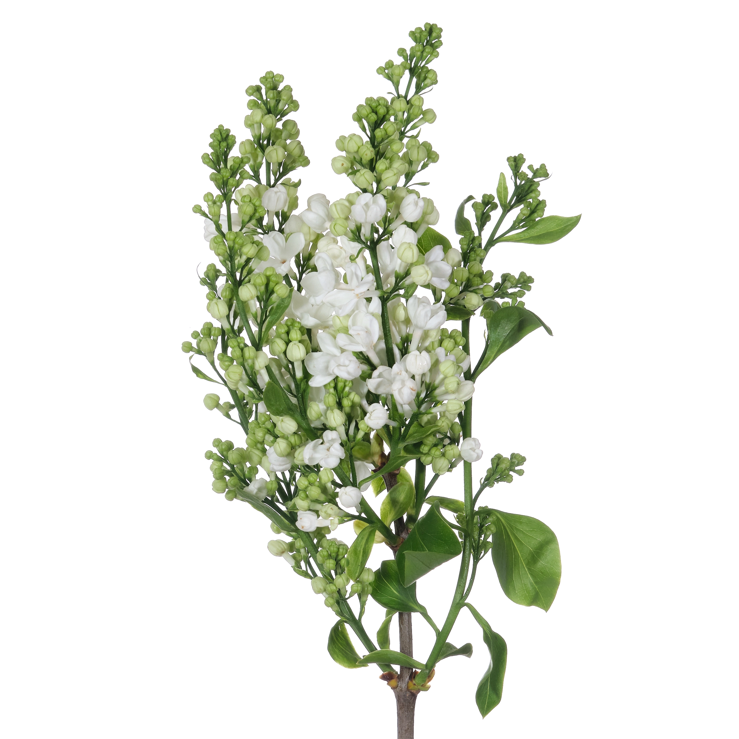 Syringa white