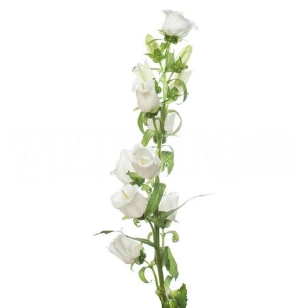 Campanula medium campana white