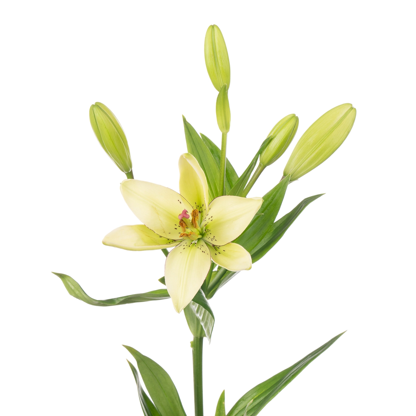 Lilium la eyeliner | Wholesale flowers, plants and supplies Lilium la eyeliner