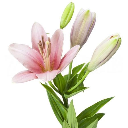 Lilium la-hybrid brindisi