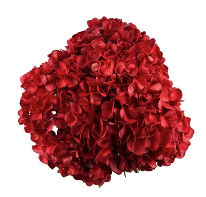 Hydrangea jumbo tinte red
