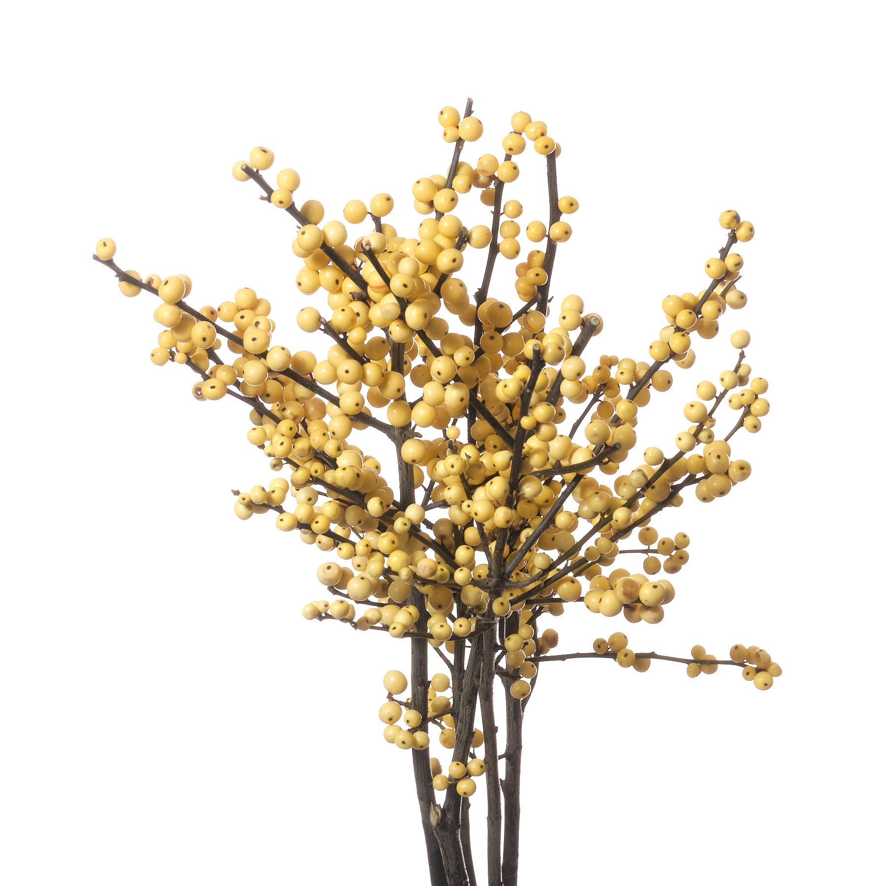 Ilex citronella