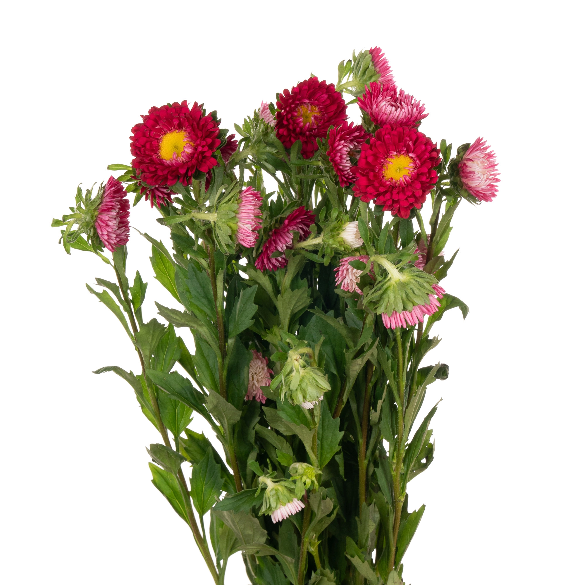 Callistephus rood