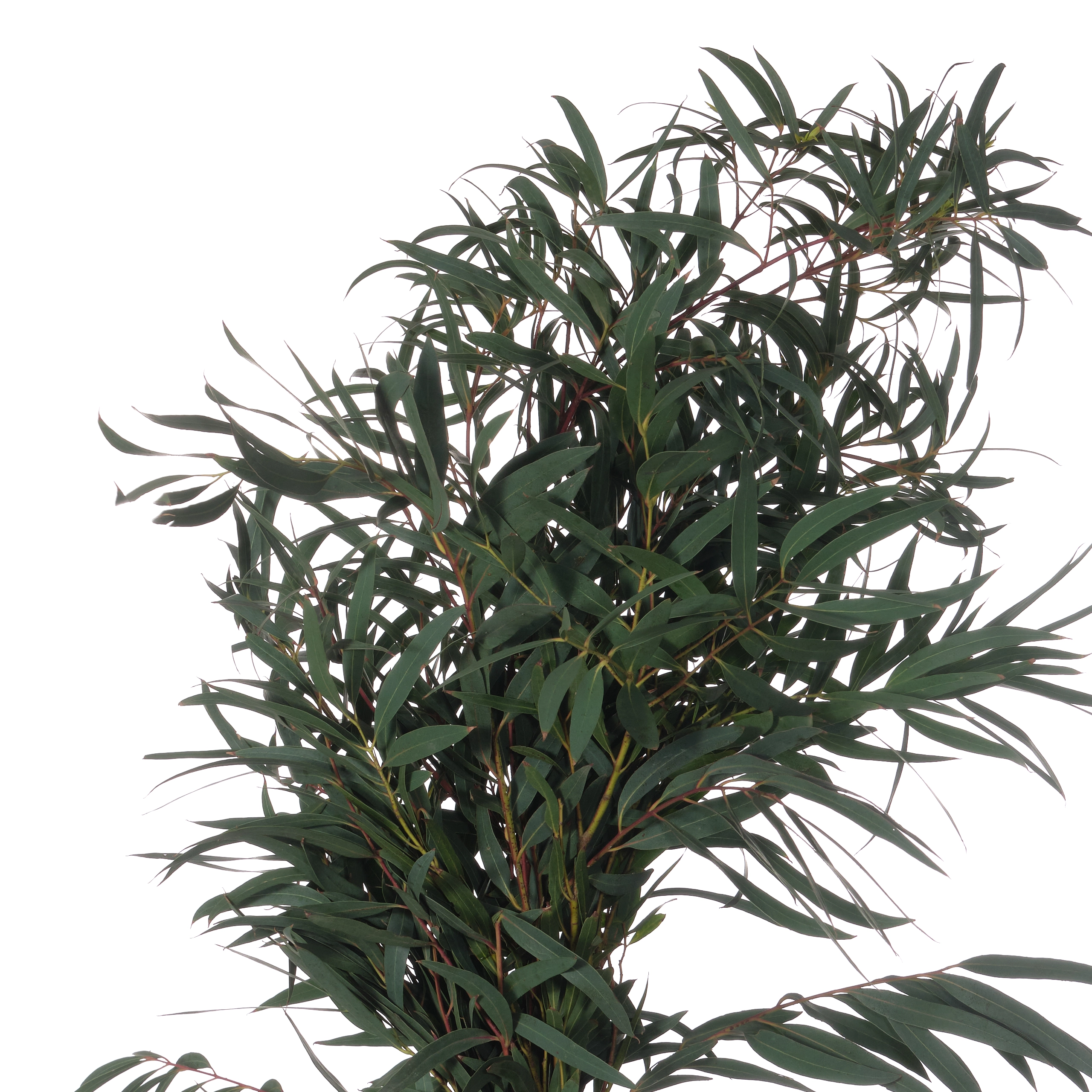 Blad Eucalyptus dominichina