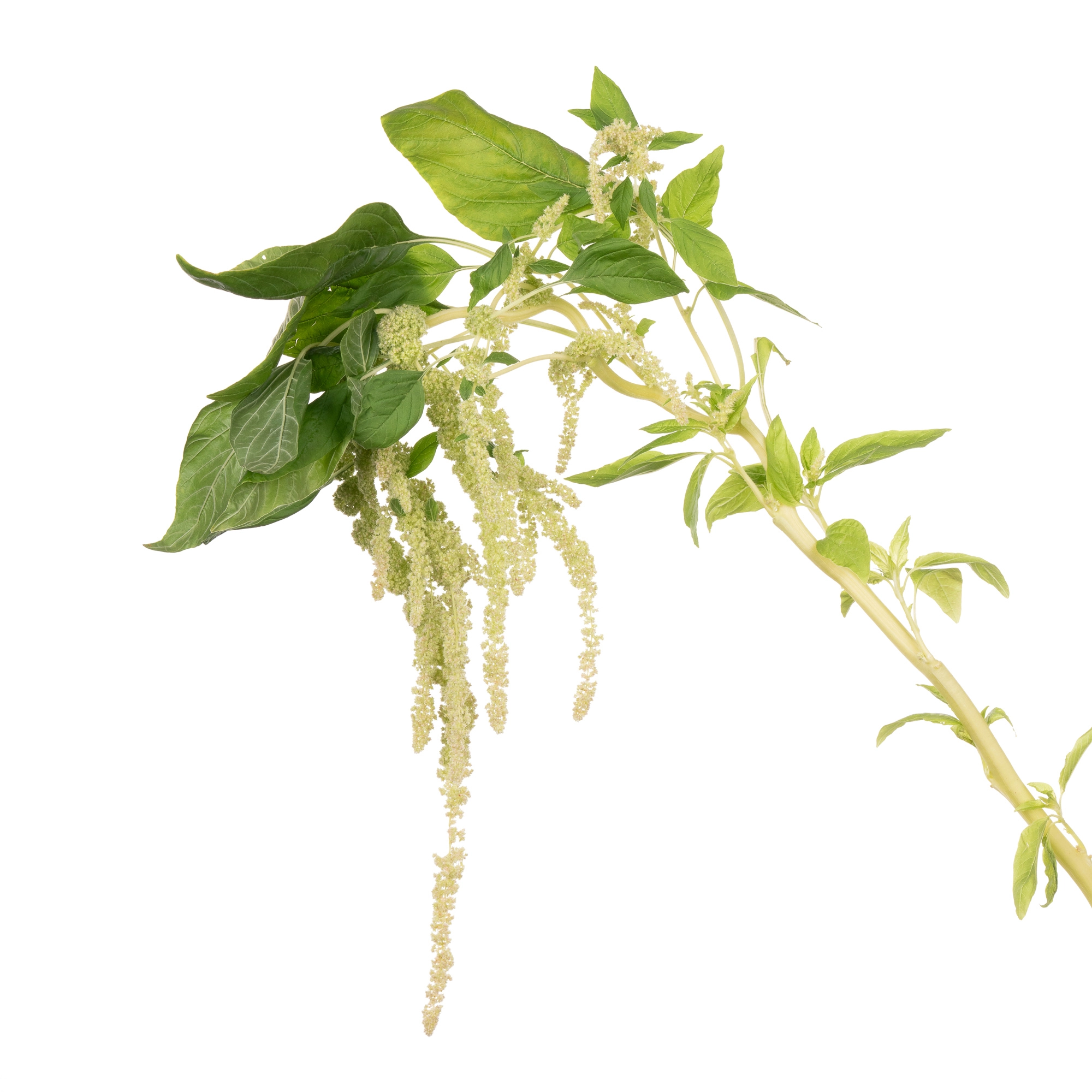 Amaranthus green cord