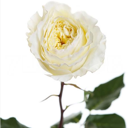 Rose david austin patience | Wholesale flowers, plants and supplies Rose david austin patience