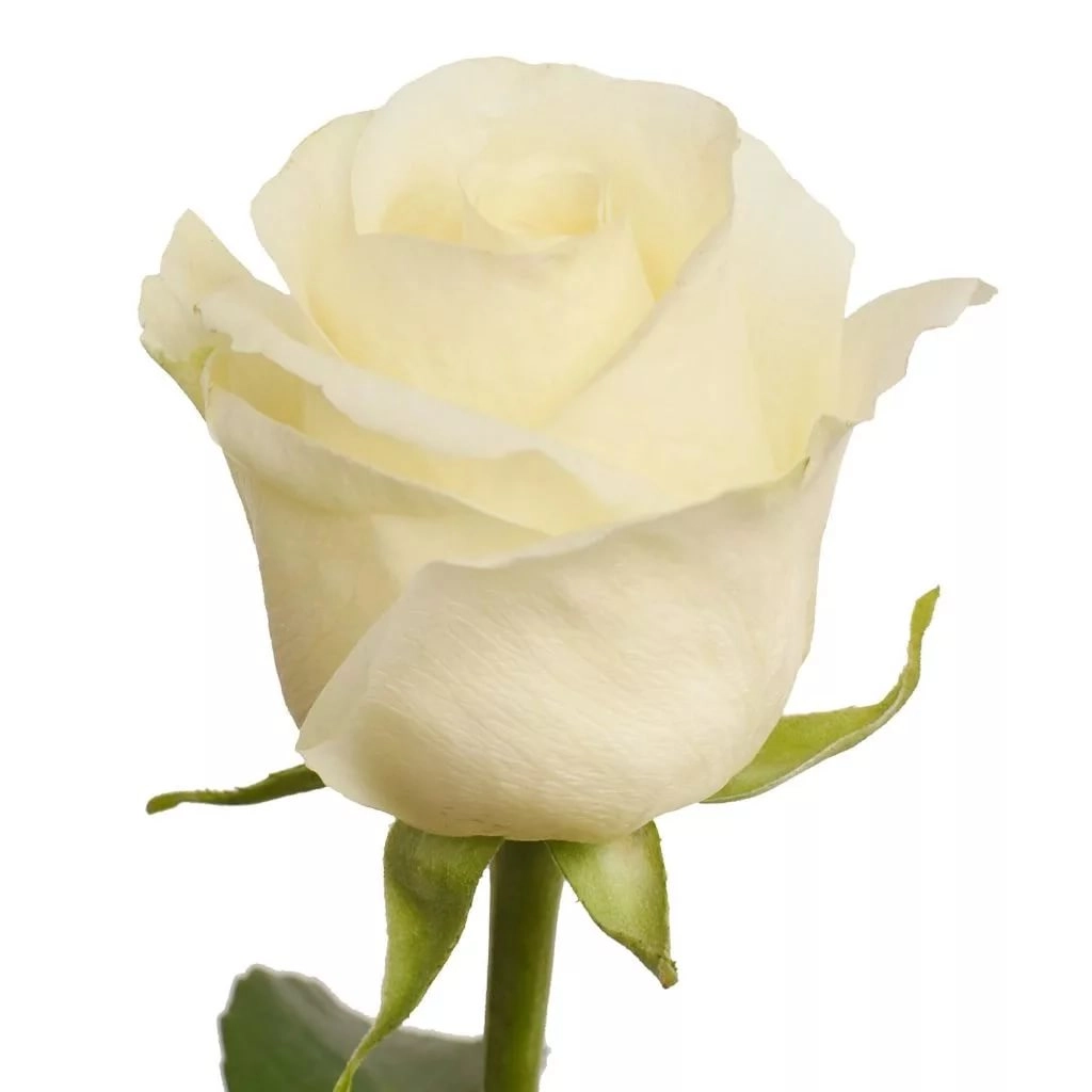 Rose white chocolate | Wholesale flowers, plants and supplies Rose white chocolate