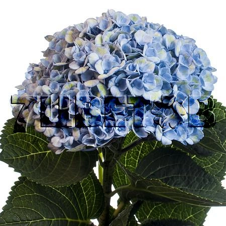 Hydrangea magical revolution blue