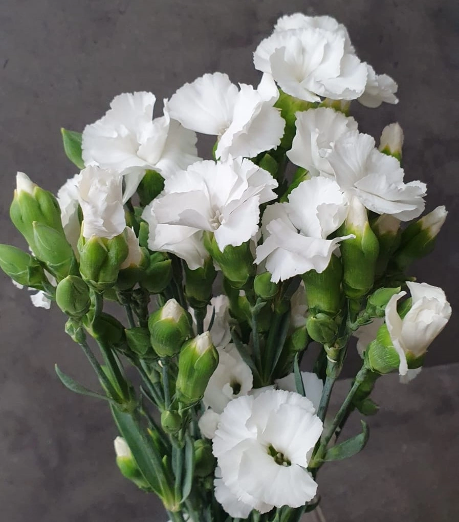 Carnation spray solomio lex | Wholesale flowers, plants and supplies Carnation spray solomio lex