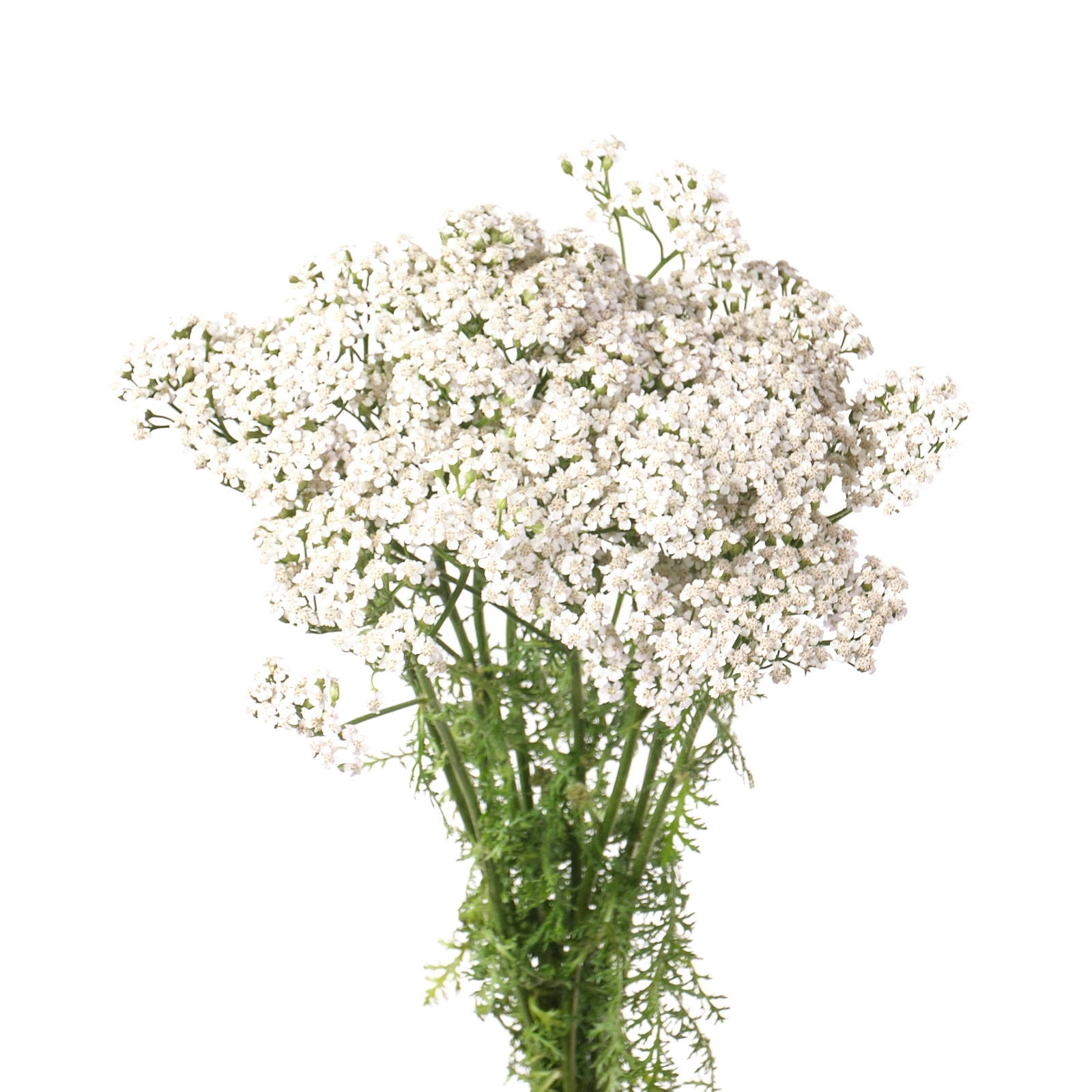 Achillea white beauty