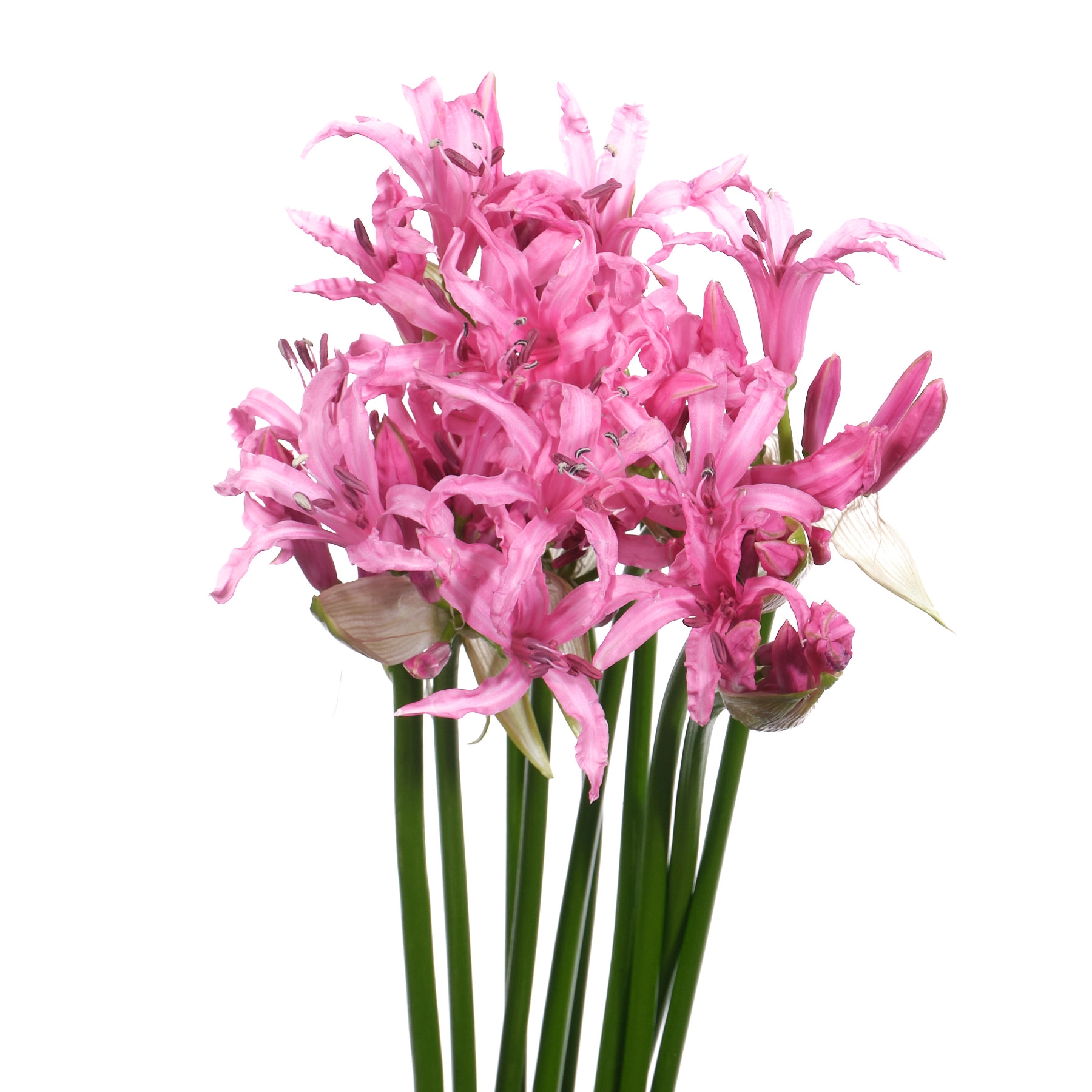 Nerine ras van roon