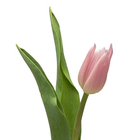 Tulip enkel gabriella