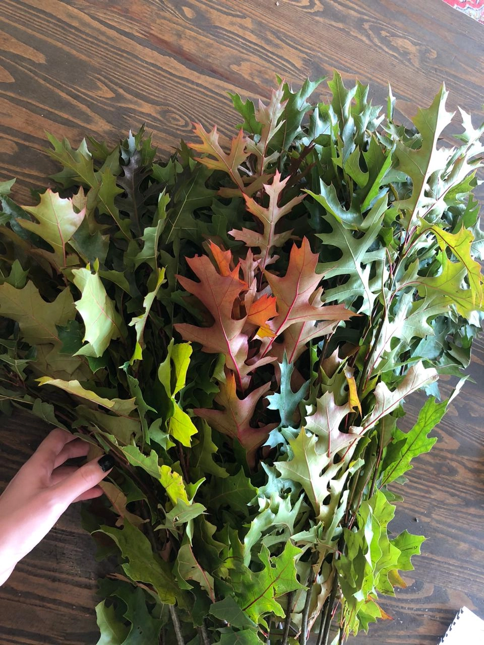 Blad Quercus palustris