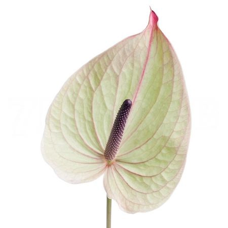 Anthurium silvia