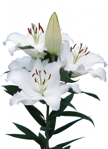 Lilium or pacific ocean | Wholesale flowers, plants and supplies Lilium or pacific ocean