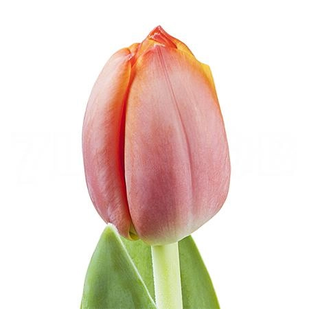 Tulip enkel ad rem