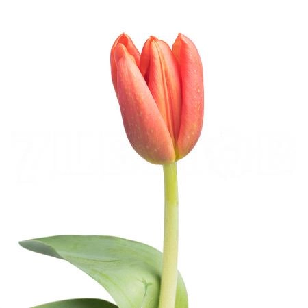 Tulip enkel orange juice