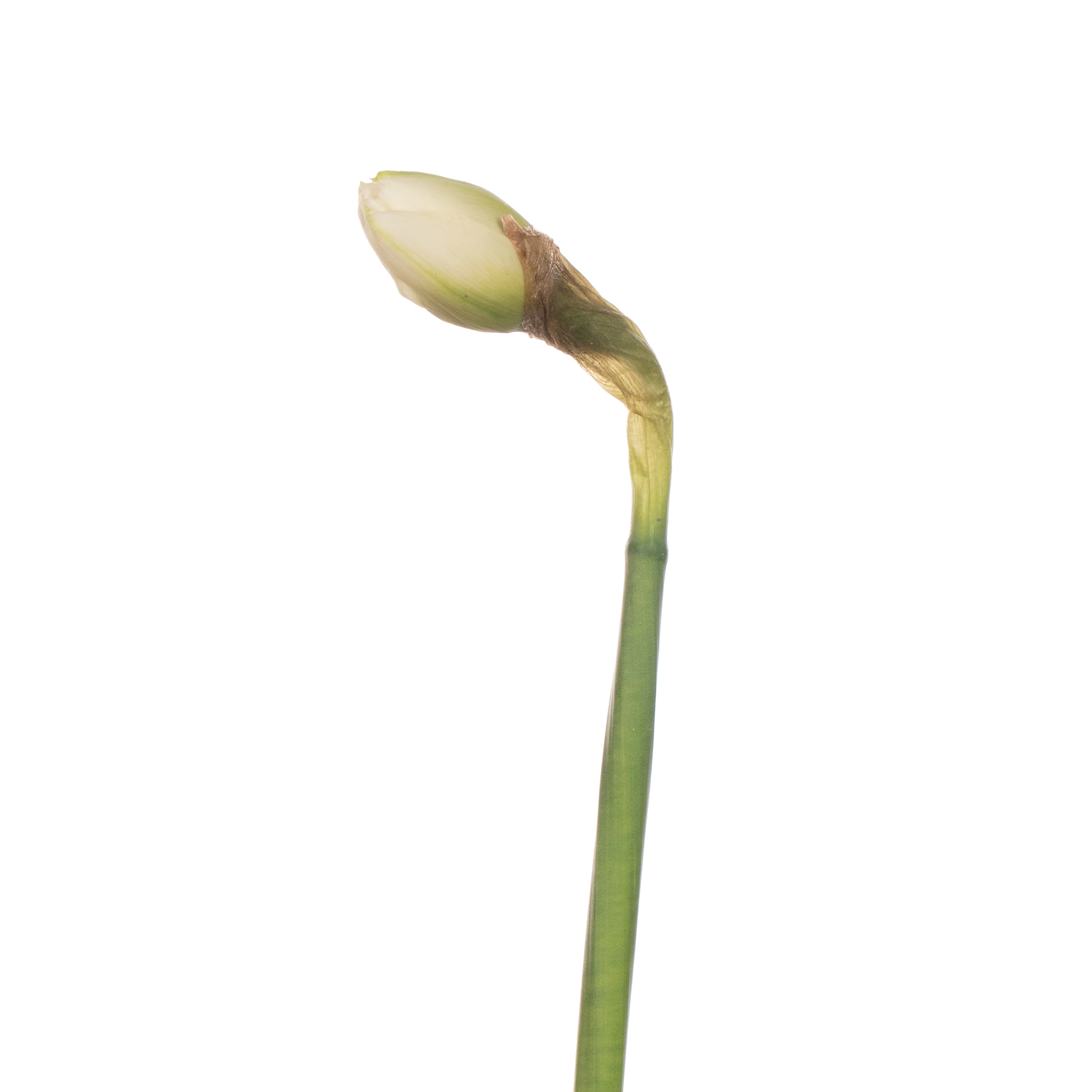 Narcissus double sweet paradise