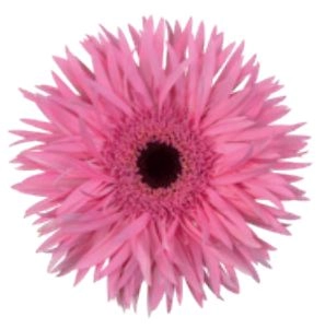 Gerbera amazing