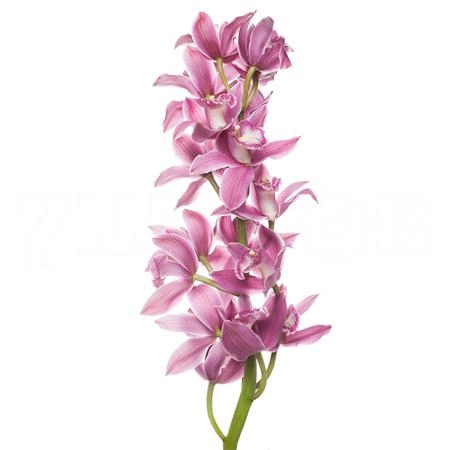 Cymbidium bryce