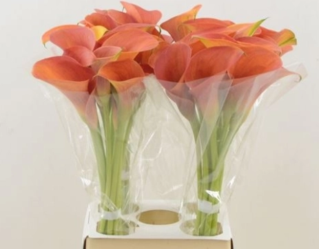 Zantedeschia orange pride | Wholesale flowers, plants and supplies Zantedeschia orange pride